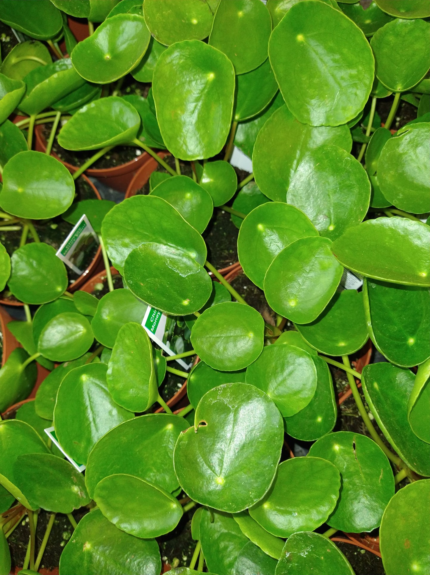 Pilea peperomioides 4" Live Houseplant