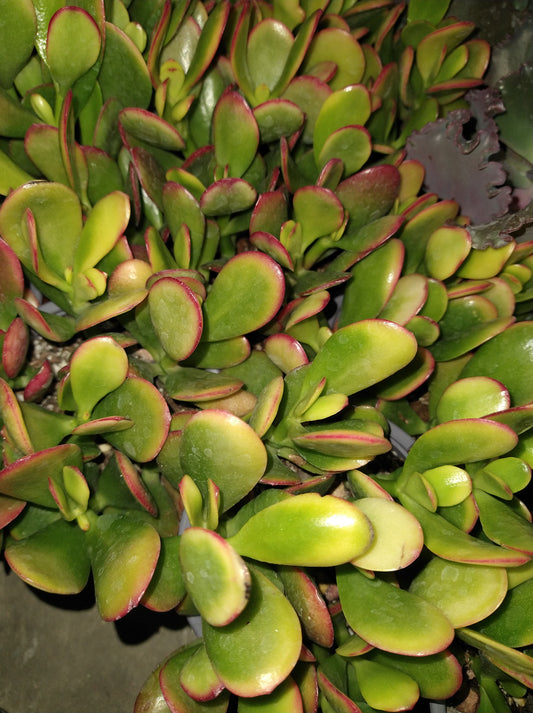 Crassula ovata "Hummel's sunset" 4 Inch Live Succulent