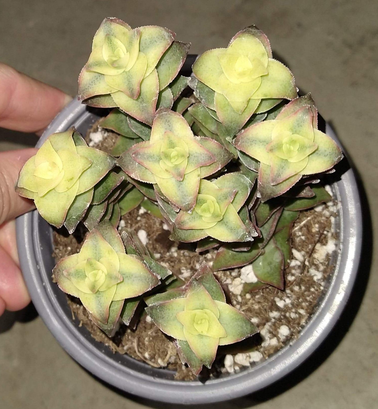 Crassula perforata variegata 4" Live Succulent