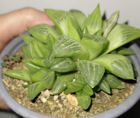 Haworthia retusa f. geraldii 4 Inch Live Succulent