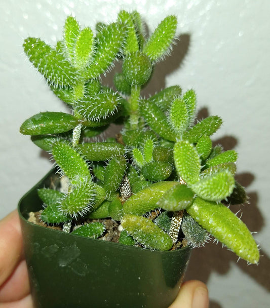 Delosperma echinatum aka Pickle Plant 2" Live Succulent