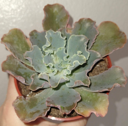 Echeveria 'Blue Curls' 4" Live Succulent