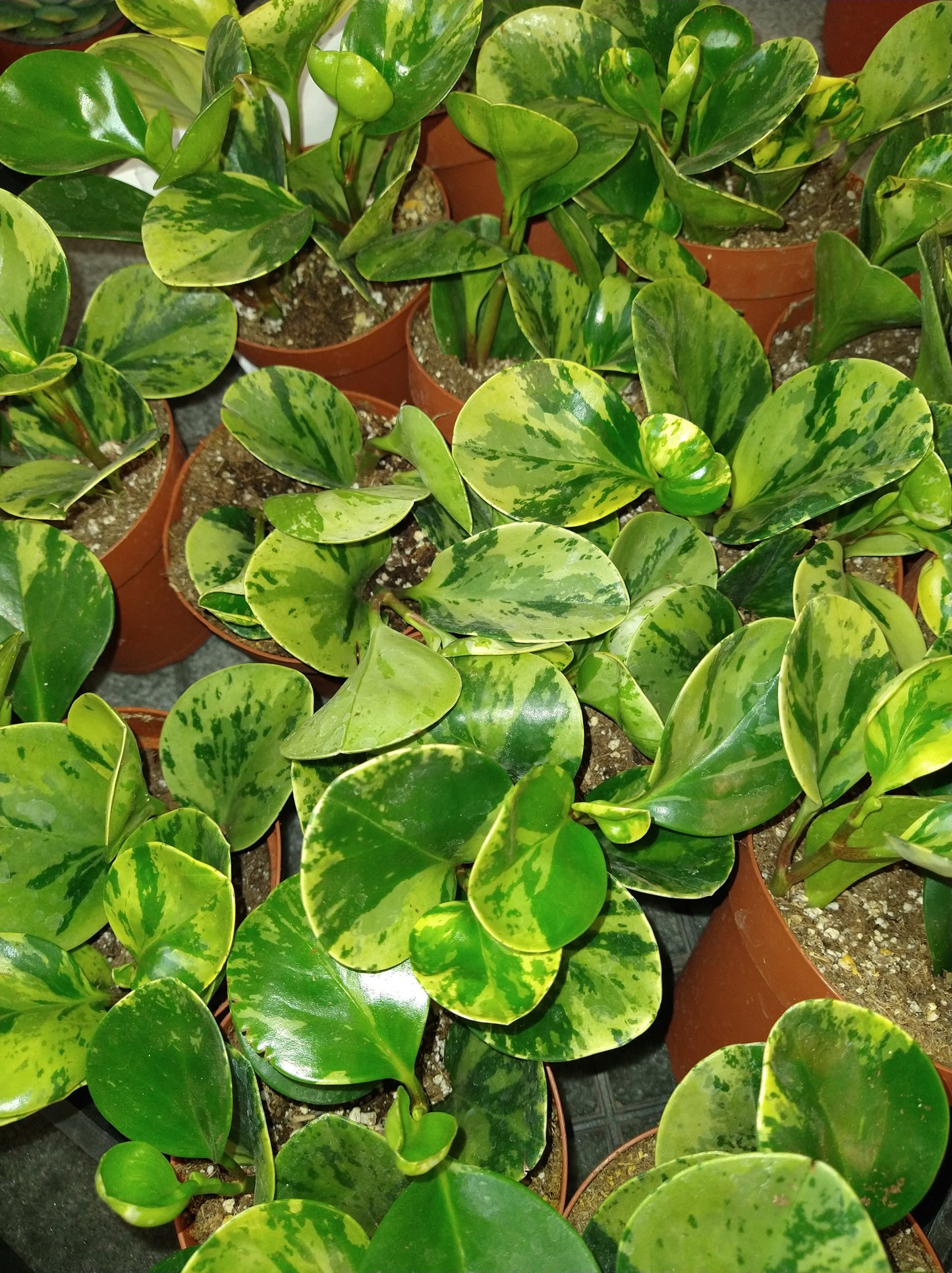 Peperomia obtusifolia "Marble" 4" Live Houseplant
