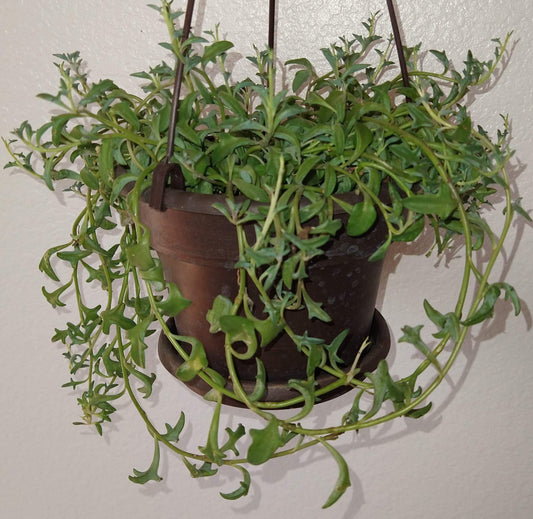 Senecio peregrinus "String of Dolphins" 6" Live Succulent