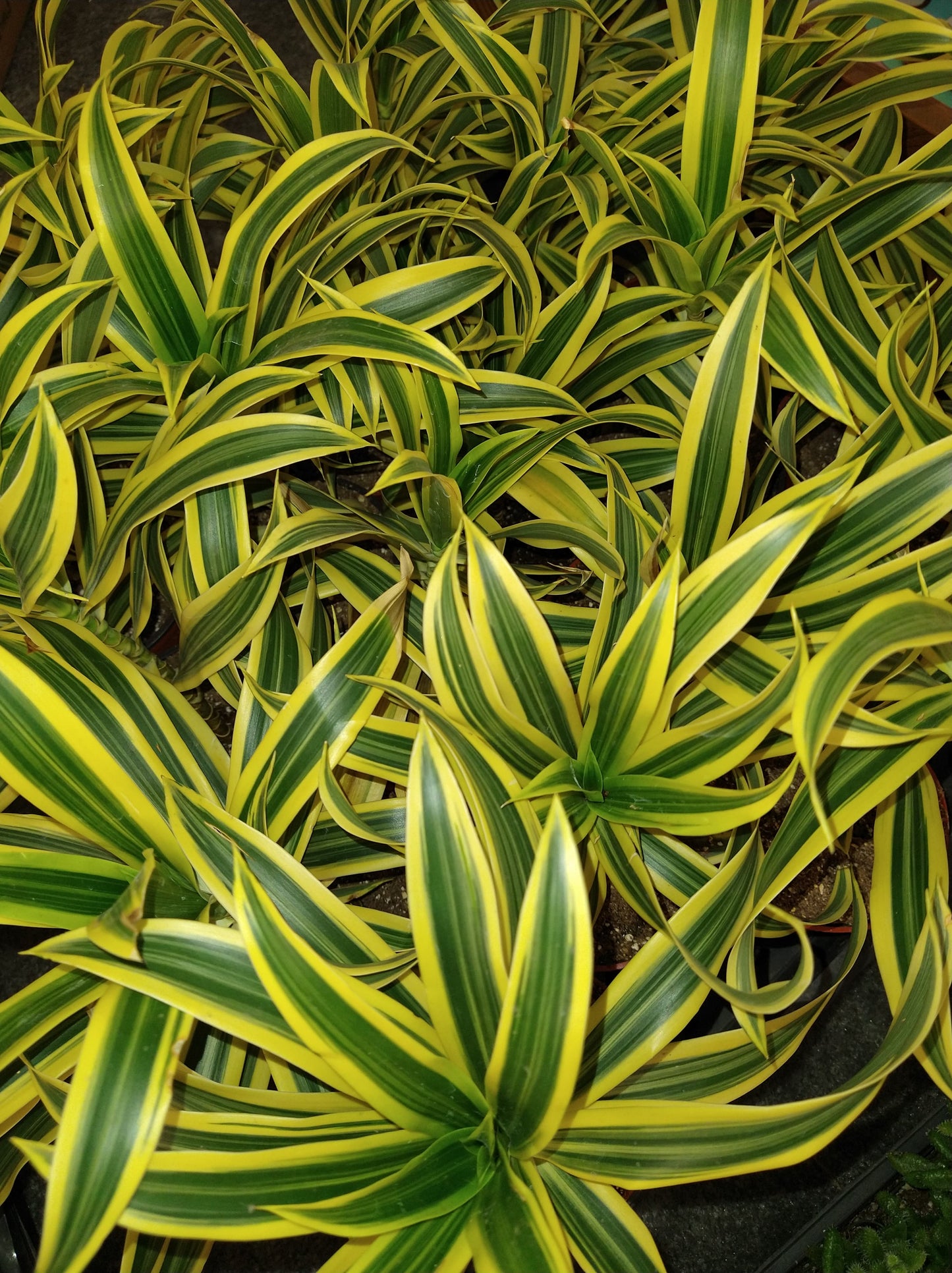 Dracaena reflexa "Song of India" 4" Live Houseplant
