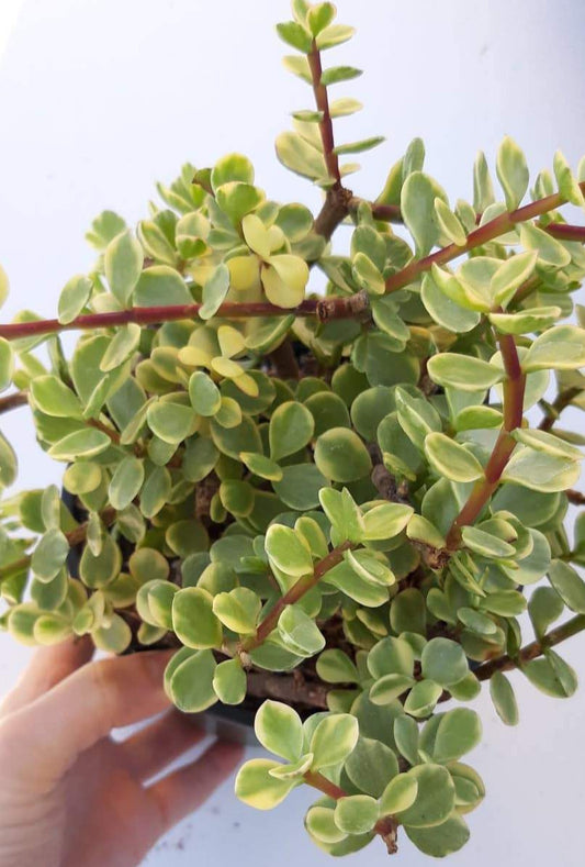Portulacaria afra Variagata ~ Variagated Elephant Bush Live Succulent in 6 inch Pot