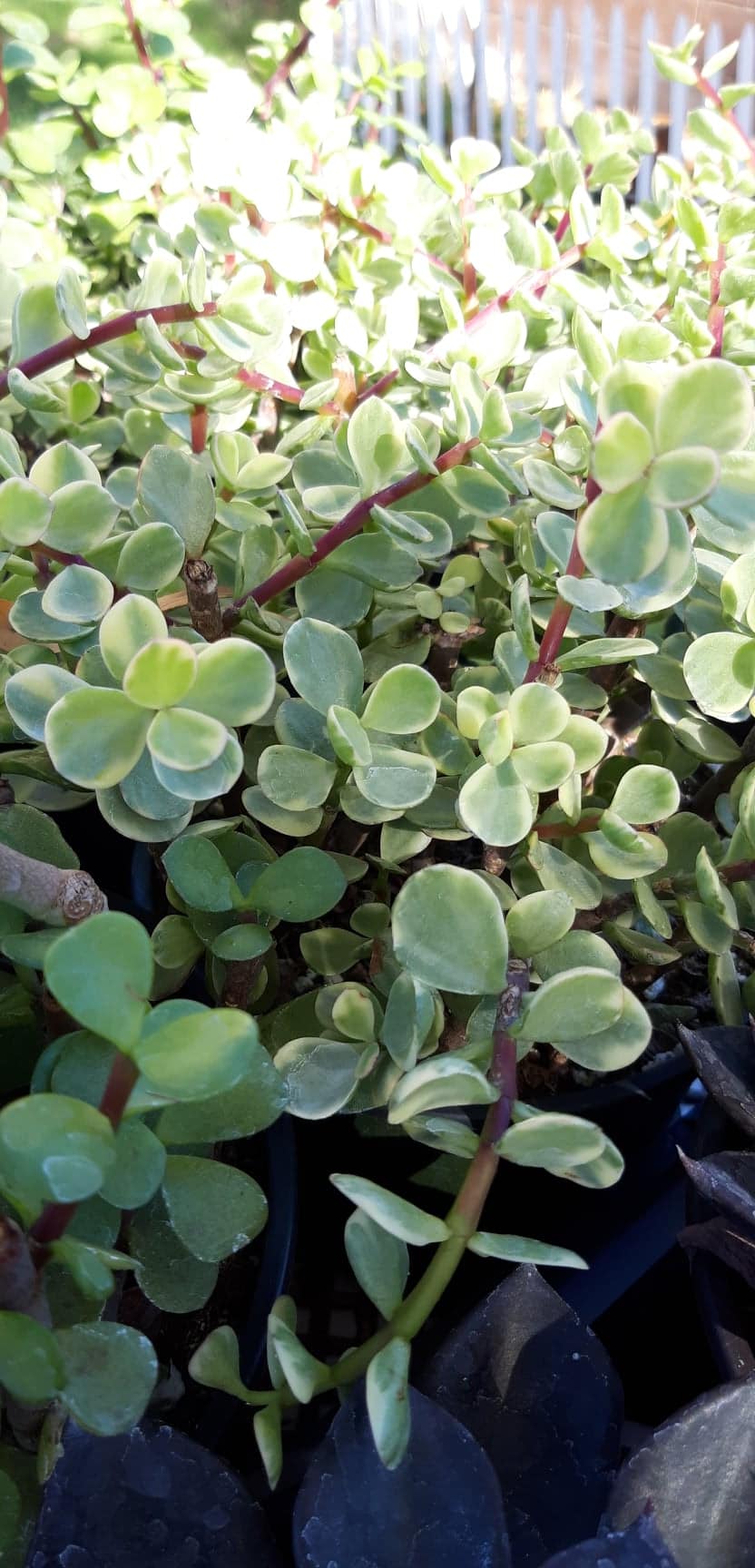 Portulacaria afra Variagata ~ Variagated Elephant Bush Live Succulent in 6 inch Pot