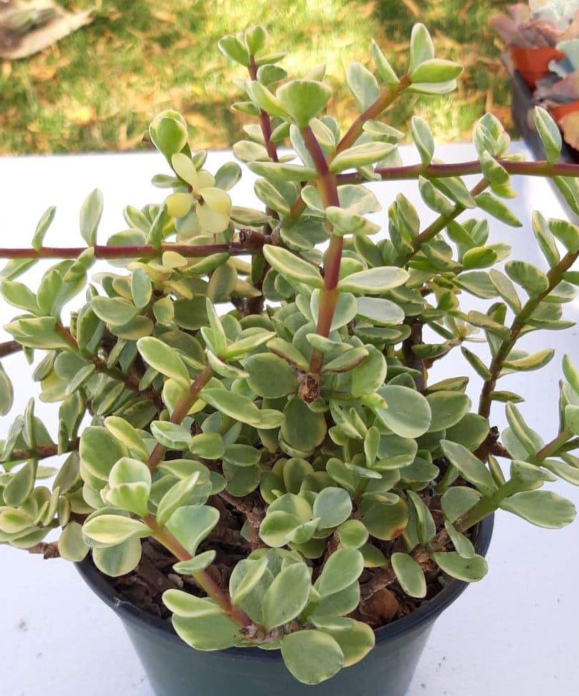 Portulacaria afra Variagata ~ Variagated Elephant Bush Live Succulent in 6 inch Pot