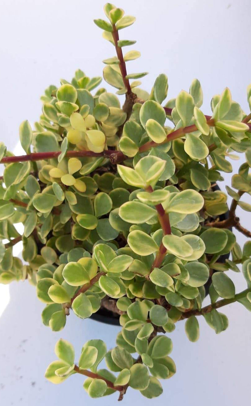 Portulacaria afra Variagata ~ Variagated Elephant Bush Live Succulent in 6 inch Pot