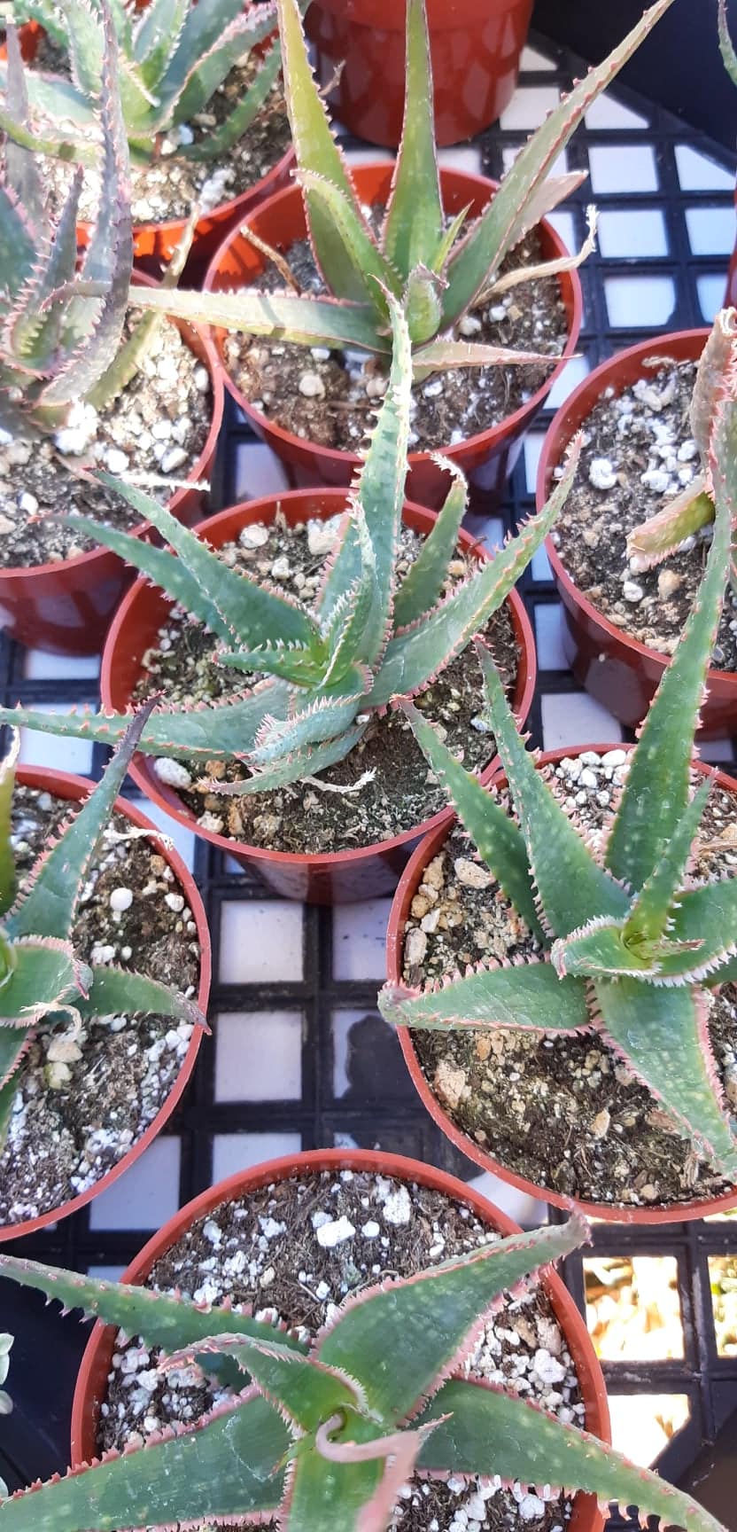 Aloe 'Coral Fire' 4 Inch Live Succulent