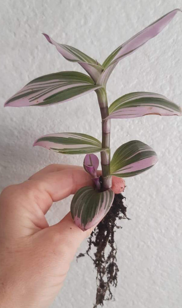 Tradescantia nanouk Rooted Cutting Live Houseplant