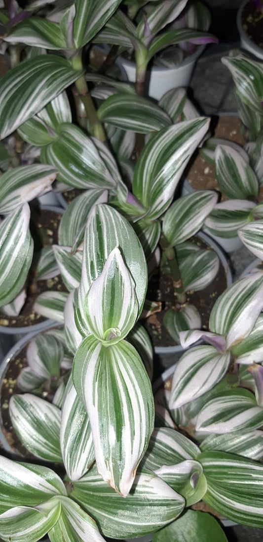 Tradescantia nanouk Rooted Cutting Live Houseplant