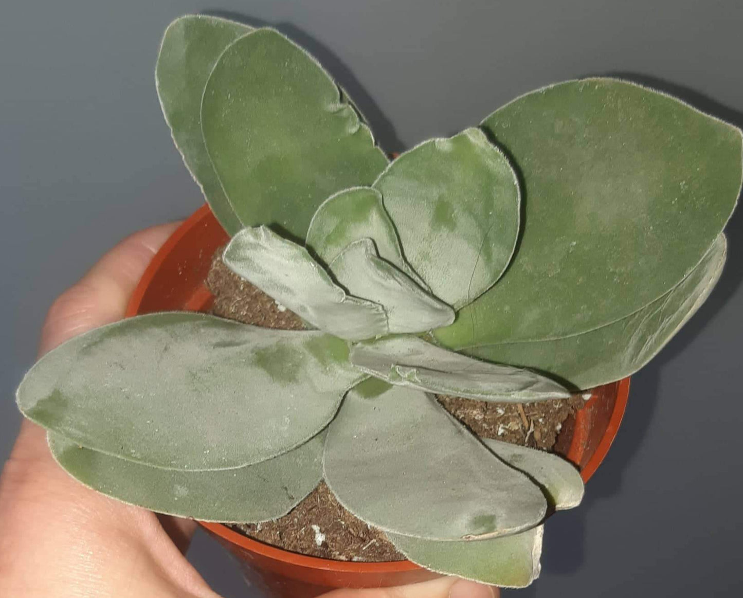 Crassula dubia 4" Live Succulent