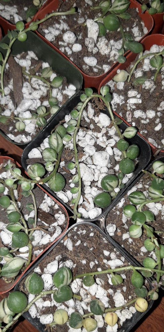 Variegated Senecio Rowleyanus String of Pearls 2 inch Live Succulent