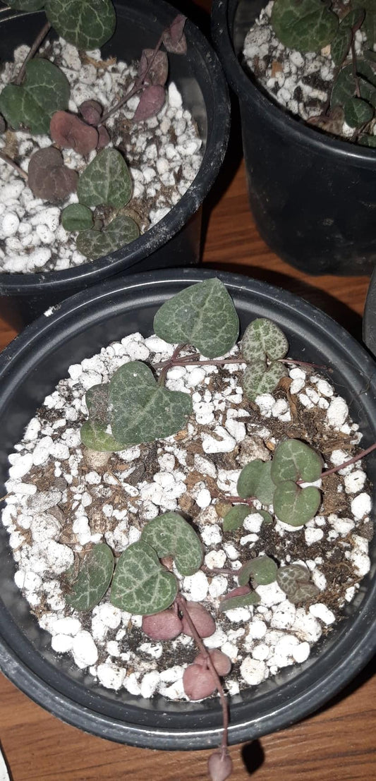 Ceropegia woodii aka String of Hearts 4" Live Houseplant