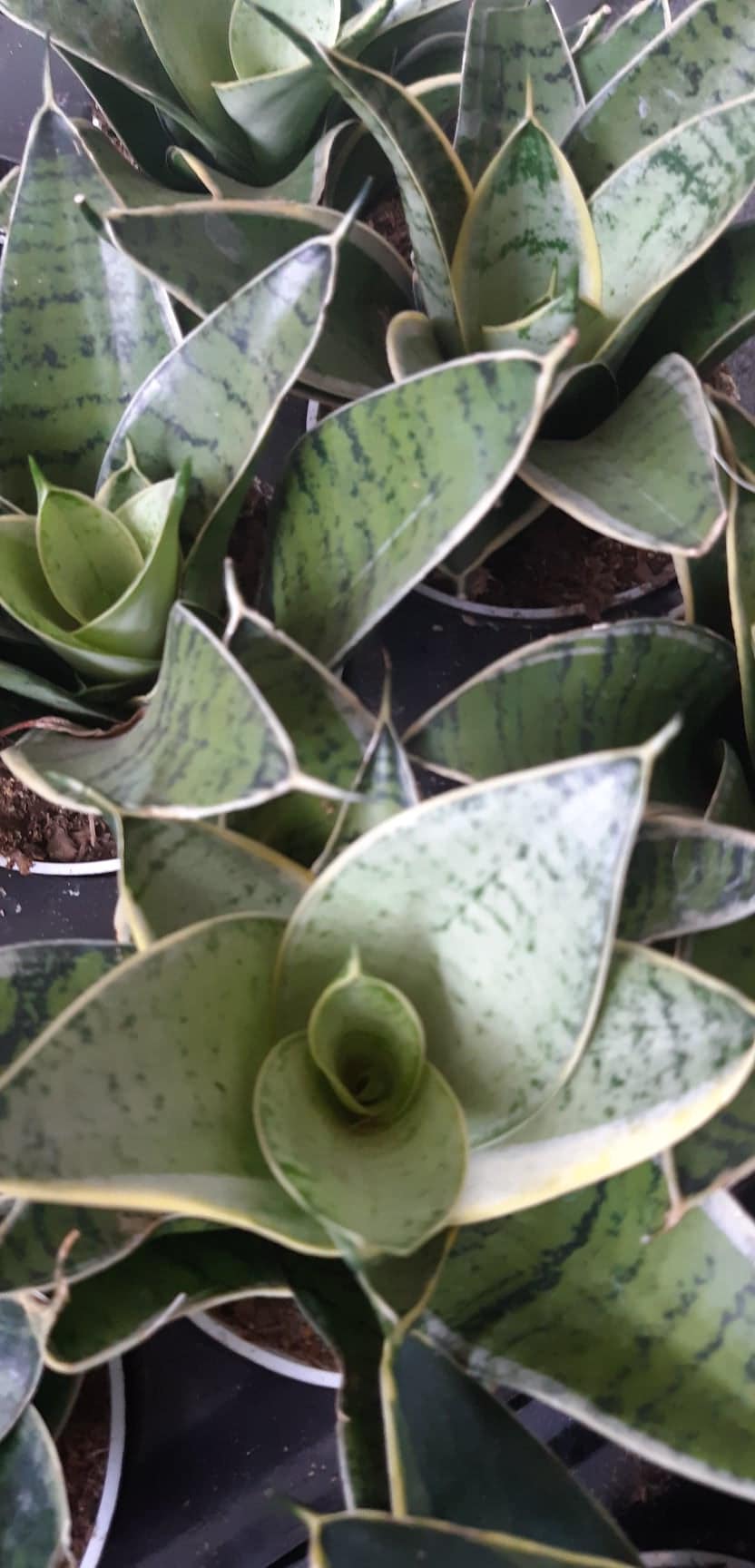 Sansevieria hahnii Silver Star 4 Inch Live Houseplant