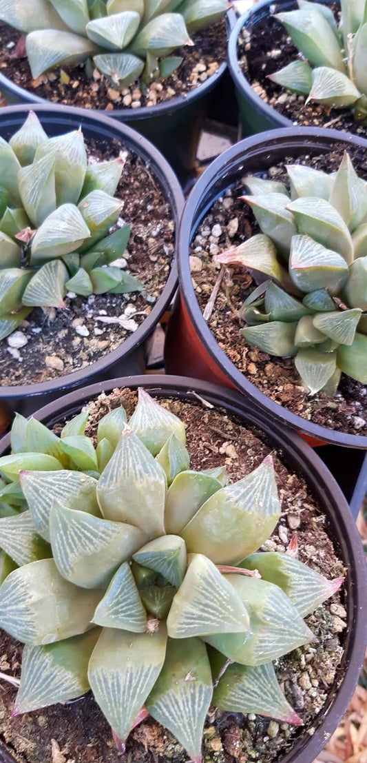 Haworthia retusa var. multilineata 6 Inch Live Succulent
