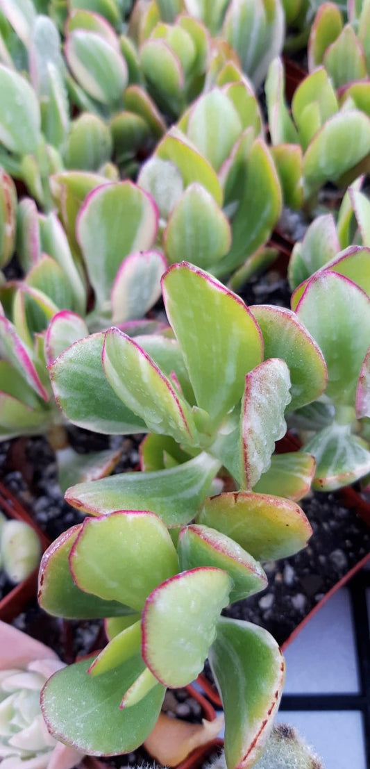 Crassula Ovata Tricolor Variegated Jade 3 Inch Live Succulent