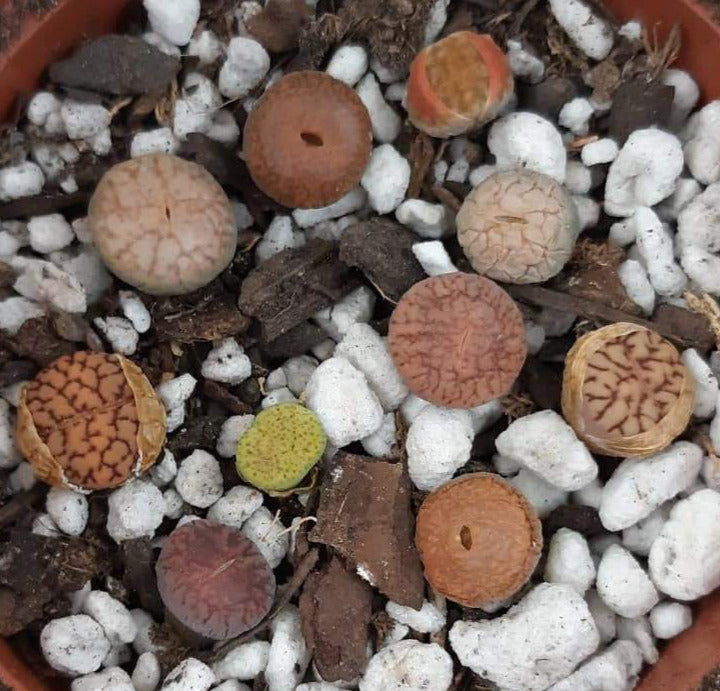Lithop Collection (5 Live Lithops) Live Living Stone Succulent