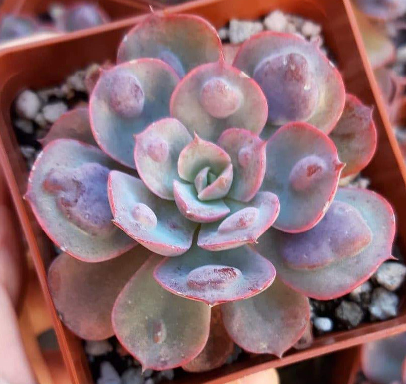 3 inch succulents Echeveria Raindrops Live Succulent in 3 inch Pots