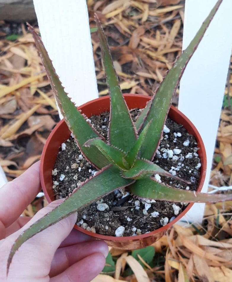 Aloe 'Coral Fire' 4 Inch Live Succulent