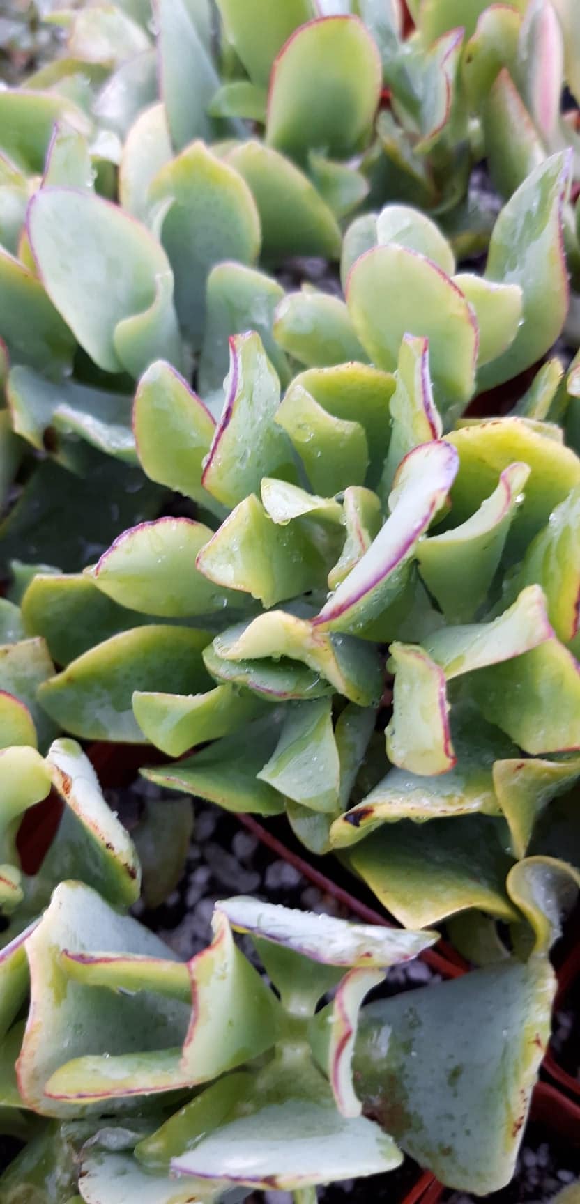 Crassula arborescens undulatifolia aka Ripple Jade 3" Live Succulent