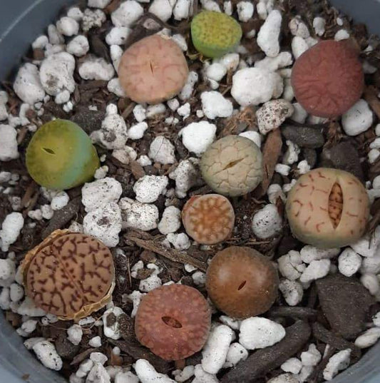 Lithop Collection (5 Live Lithops) Live Living Stone Succulent