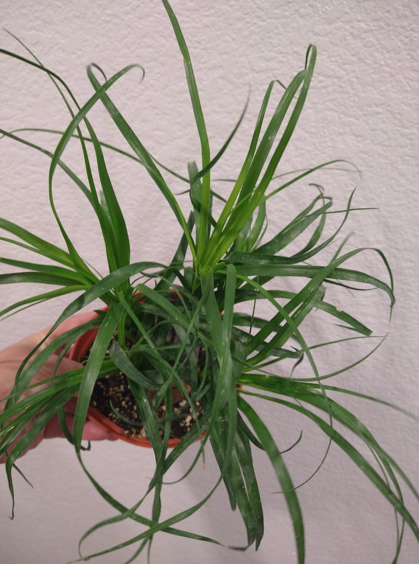 Beaucarnea recurvata aka Pony Tail Palm 6 Inch Live Houseplant