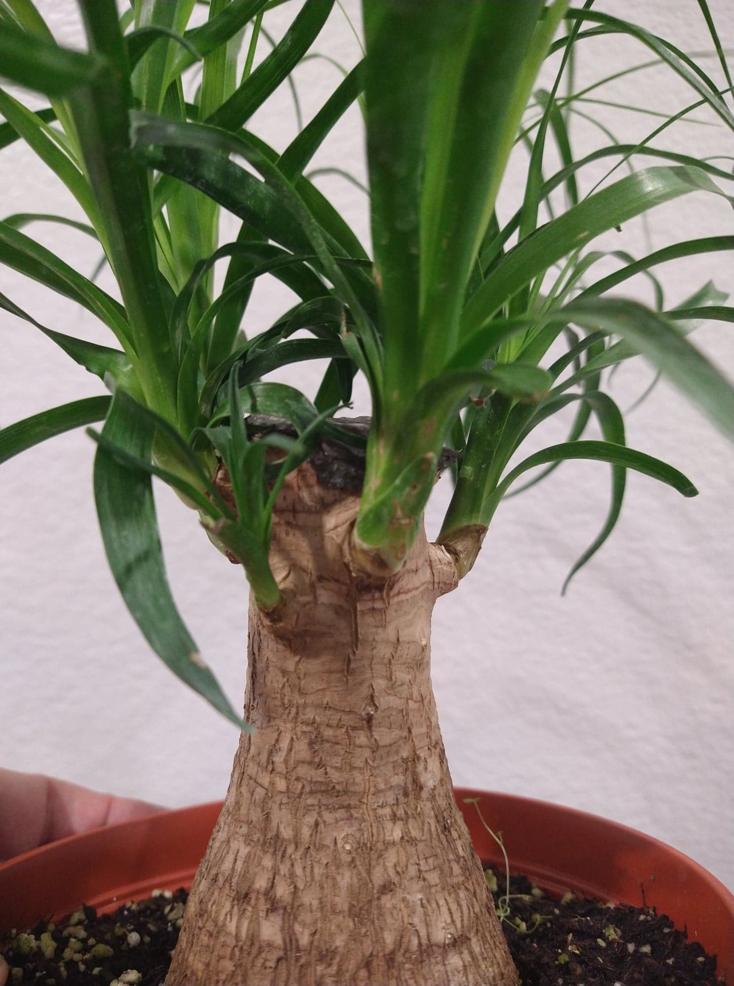 Beaucarnea recurvata aka Pony Tail Palm 6 Inch Live Houseplant