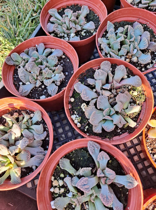 Titanopsis calcareum (Concrete Leaf Living Stone) 4 Inch Live Succulent Mesemb