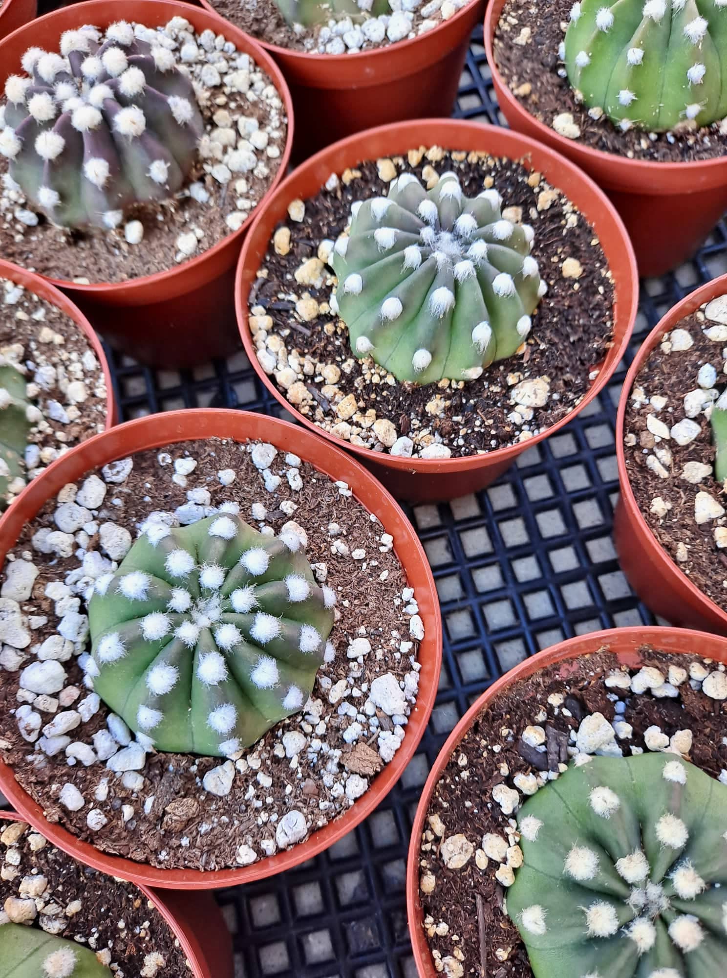 domino succulent Echinopsis subdenudata aka Domino Cactus 4 Inch Live Cactus