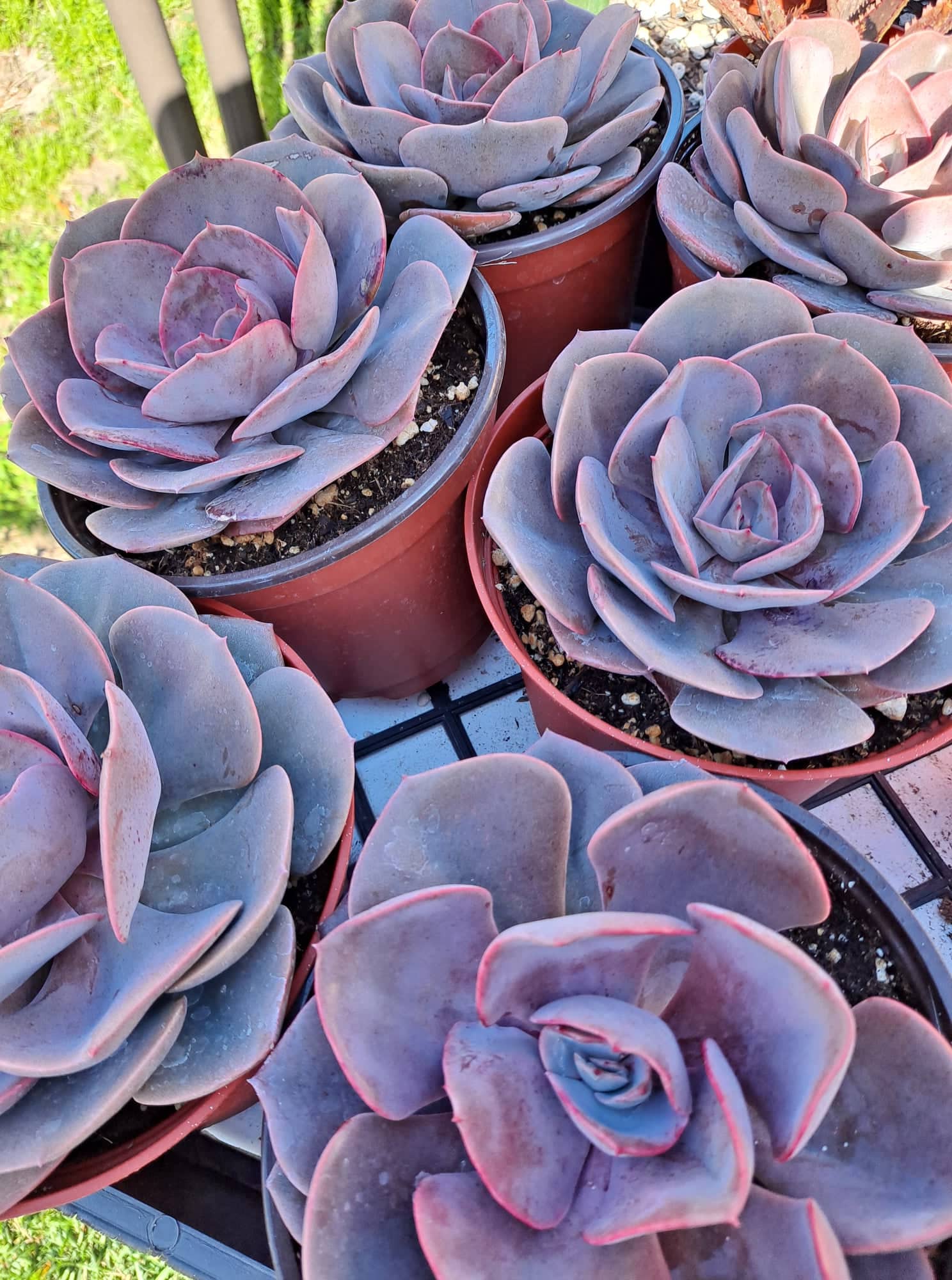 succulents phoenix Echeveria 'Dusty Rose' in 6 Inch Live Succulent