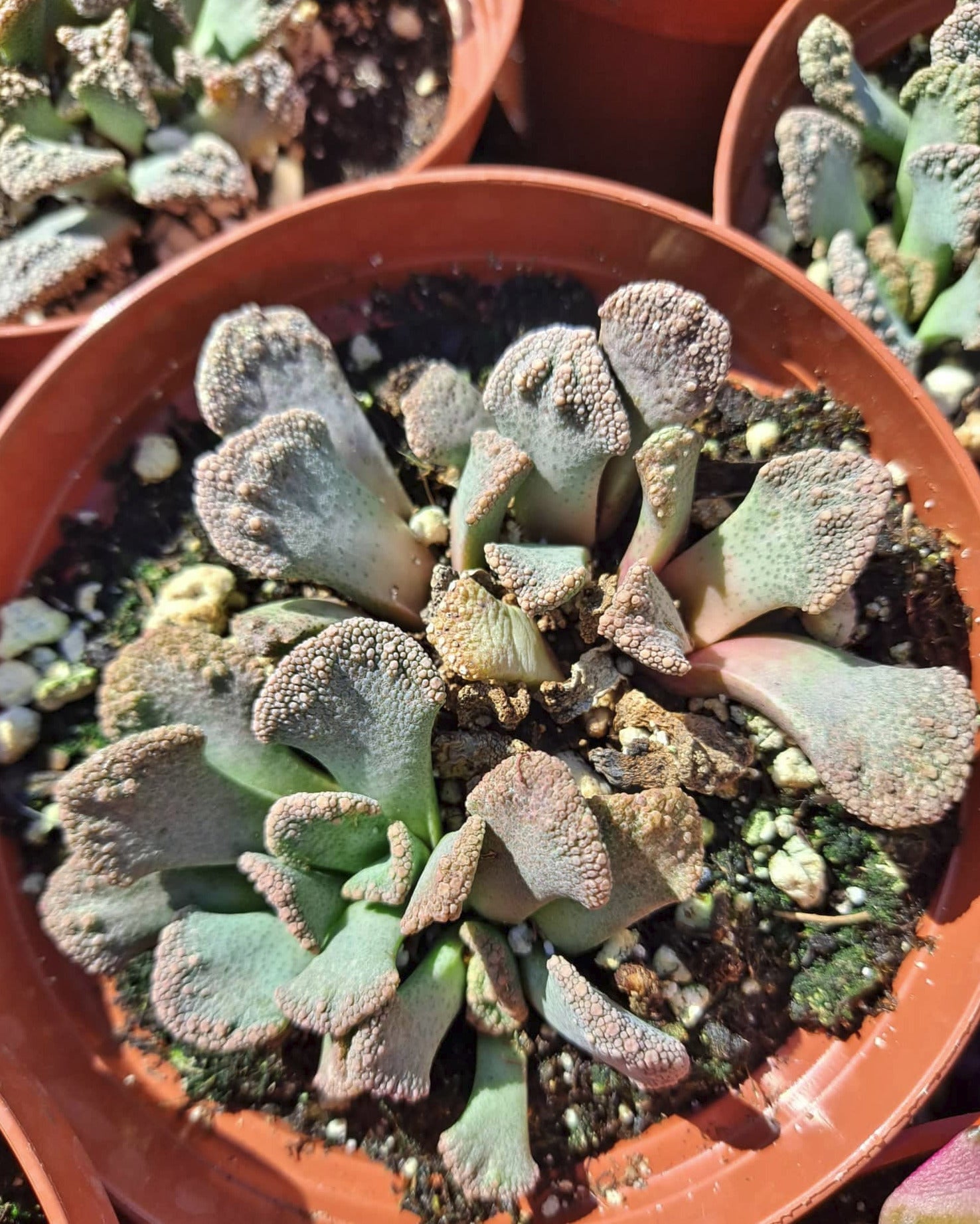 concrete plant succulent Titanopsis calcareum (Concrete Leaf Living Stone) 4 Inch Live Succulent Mesemb