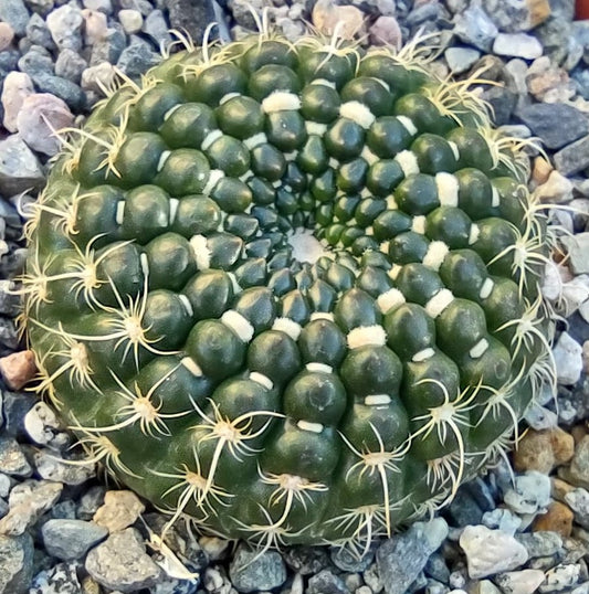 Notocactus Concinnus v. gerbalitoensis in 6 Inch Live Succulent