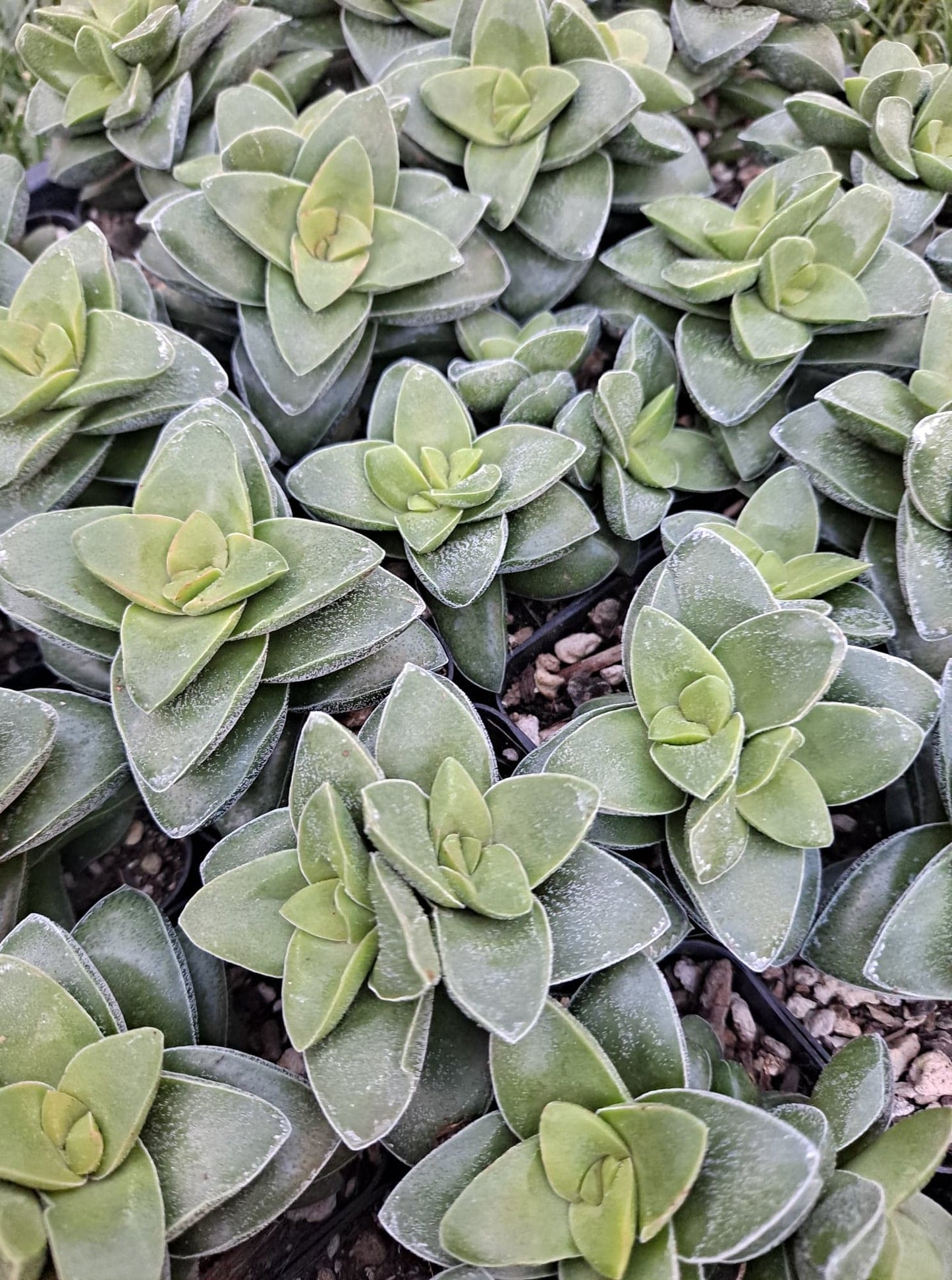 Crassula rupestris cv Springtime in 2.5 Inch Live Succulent