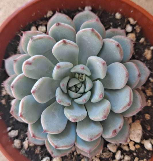 Echeveria Minima 4 Inch Live Succulent