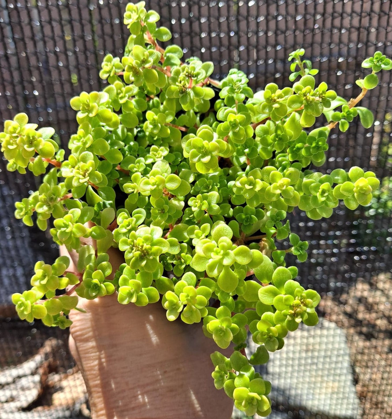 ogon succulent Sedum makanoi 'Ogon' in 4 Inch Live Succulent