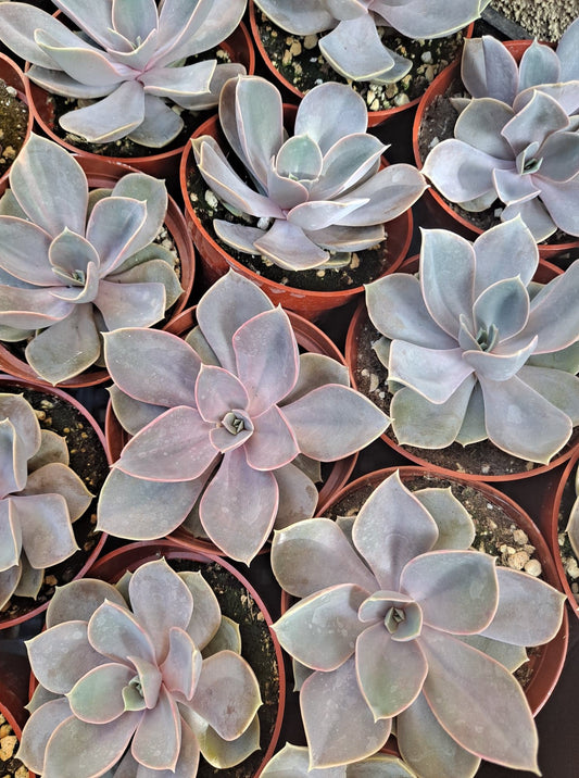 Echeveria 'Perle Von Nunberg' in 4" Live Succulent
