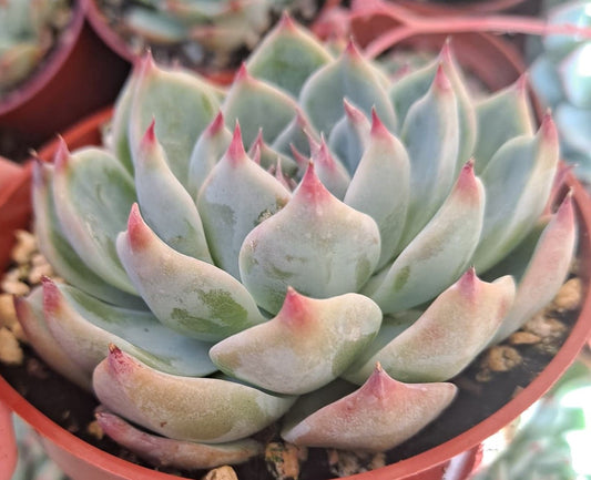 Echeveria colorata in 4 Inch Live Succulent