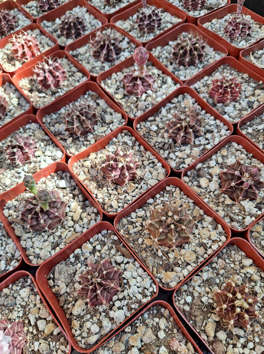 Gymnocalycium friedrichii in 2.5 inch Live Cactus