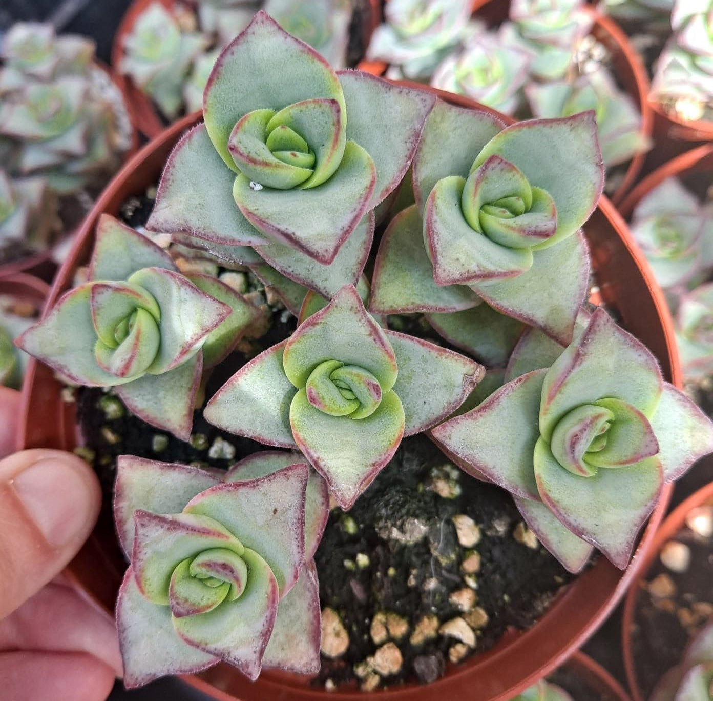 stacked succulent Crassula perforata 'Ivory Towers' 4" Live Succulent – Phoenix Rising Succulents