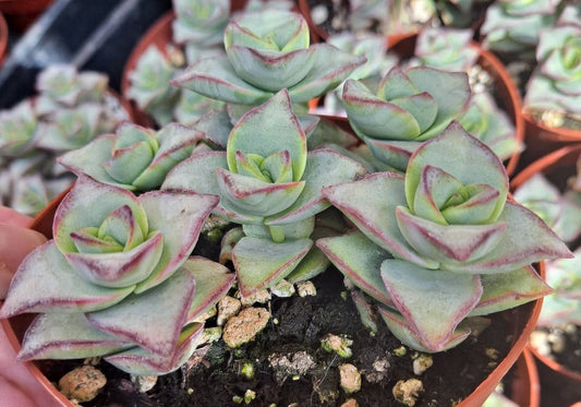 Crassula perforata 'Ivory Towers' 4" Live Succulent