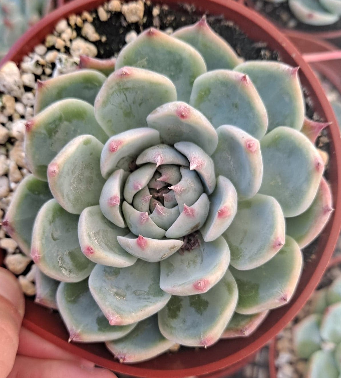 echeveria colorata succulent Echeveria colorata in 4 Inch Live Succulent – Phoenix Rising Succulents