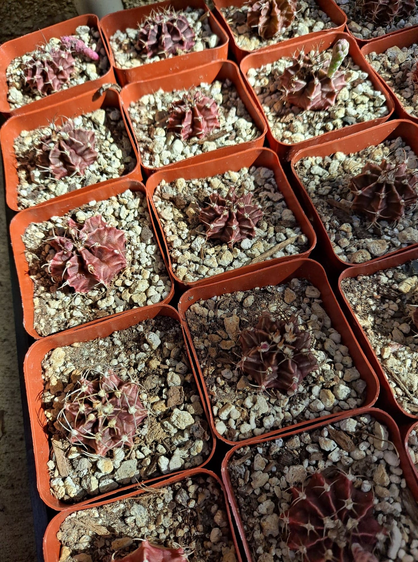 Gymnocalycium friedrichii in 2.5 inch Live Cactus