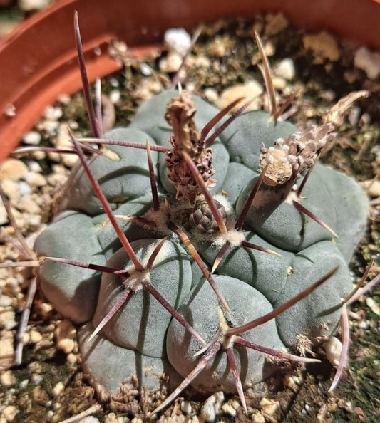 Thelocactus hexaedrophorus in 4 Inch Live Cactus
