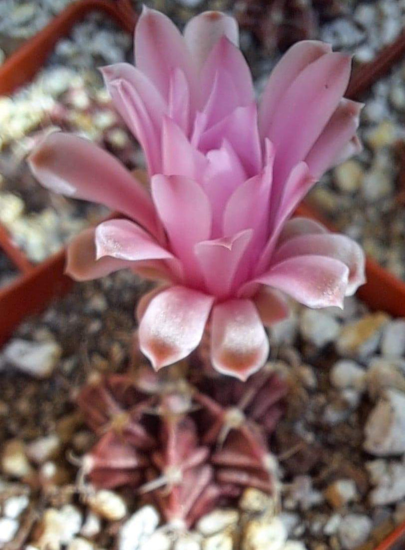 Gymnocalycium friedrichii in 2.5 inch Live Cactus
