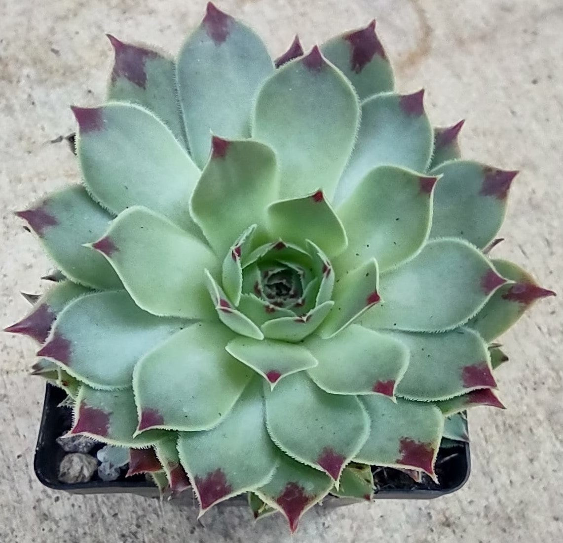 maroon succulent Sempervivum calcareum ‘Maroon Queen’ in 4 Inch Live Succulent