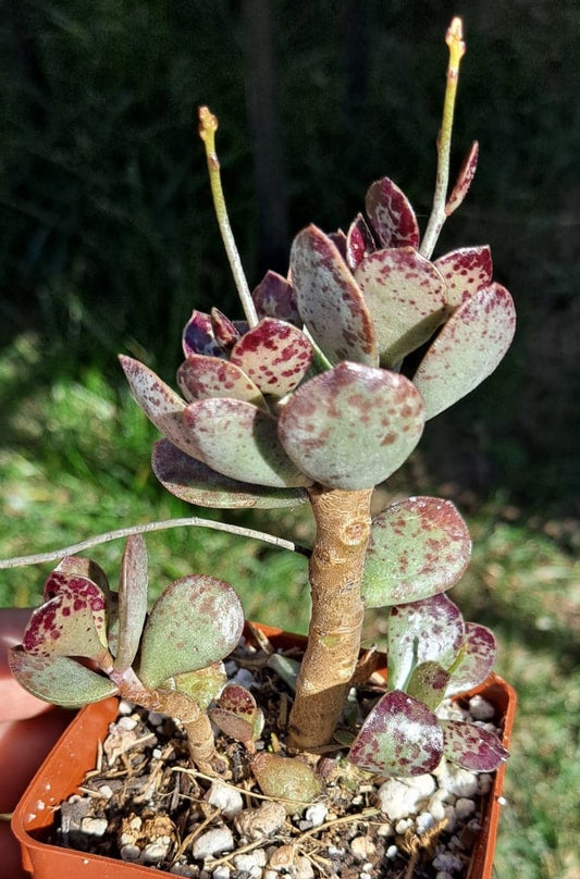 Adromischus trigynus aka Calico Hearts