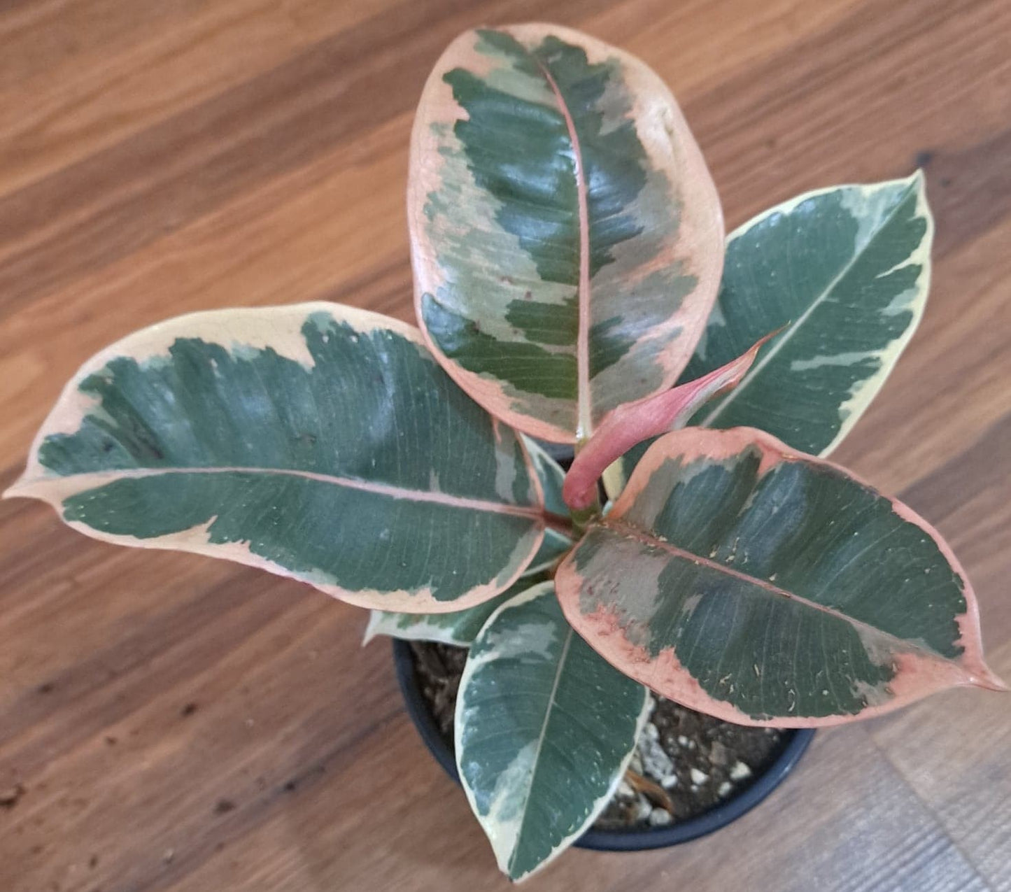 Ficus elastica 'Tineke'