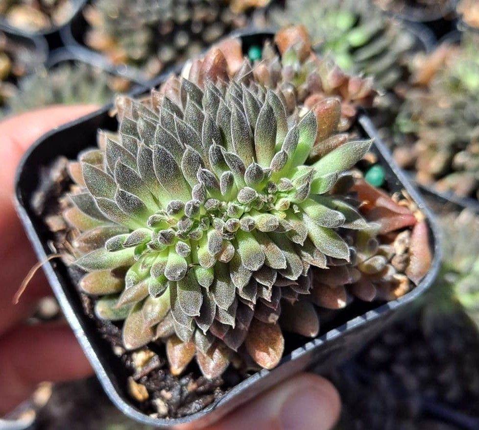 chinese jade plant succulent Sinocrassula yunnanensis f. cristata aka Chinese jade in 2 Inch Live Succulent
